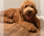 Small Photo #1 Goldendoodle Puppy For Sale in FREDERICKTOWN, MO, USA
