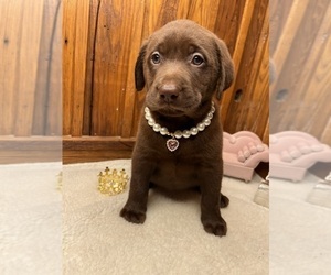 Labrador Retriever Puppy for sale in NEOLA, WV, USA