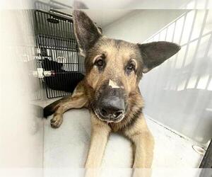 German Shepherd Dog Dogs for adoption in Houston, TX, USA