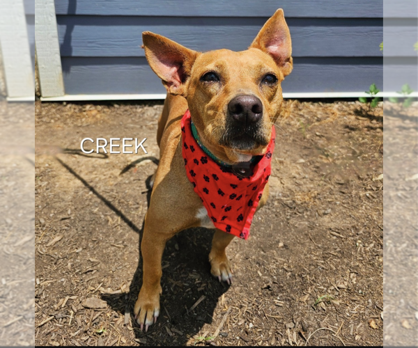 Medium Photo #2 Chihuahua-Unknown Mix Puppy For Sale in Maryville, TN, USA