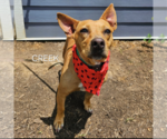Small #1 Chihuahua Mix