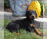 Small Photo #2 Doberman Pinscher Puppy For Sale in NARVON, PA, USA
