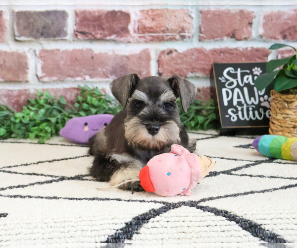 Medium Photo #5 Schnauzer (Miniature) Puppy For Sale in SYRACUSE, IN, USA