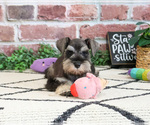 Small Photo #5 Schnauzer (Miniature) Puppy For Sale in SYRACUSE, IN, USA