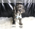 Small Photo #118 Cocker Spaniel Puppy For Sale in WARSAW, IN, USA