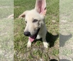 Small #10 German Shepherd Dog