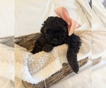 Small Photo #108 Miniature Bernedoodle Puppy For Sale in AUBURNDALE, FL, USA