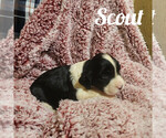 Puppy Scout English Springer Spaniel