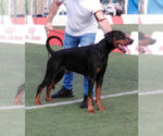 Small Photo #34 Doberman Pinscher Puppy For Sale in FORT LAUDERDALE, FL, USA