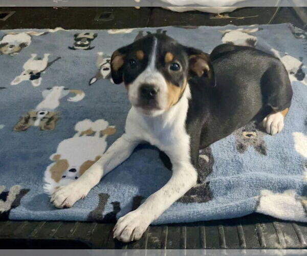 Medium Photo #1 Mutt Puppy For Sale in Minneapolis, MN, USA