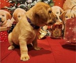 Small Photo #19 Labrador Retriever Puppy For Sale in BUFFALO, NY, USA