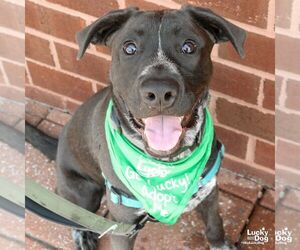 Collie-Labrador Retriever Mix Dogs for adoption in Washington, DC, USA