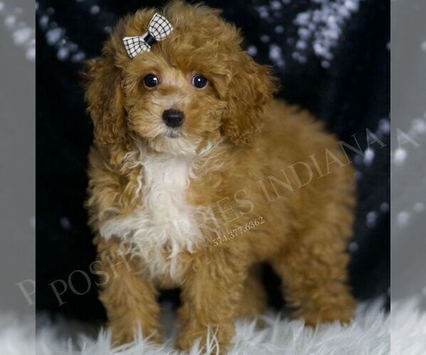 Medium Photo #3 Poodle (Miniature) Puppy For Sale in WARSAW, IN, USA
