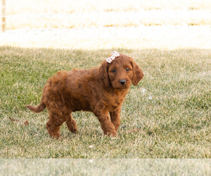 Irish Doodle Puppy for sale in NAPPANEE, IN, USA