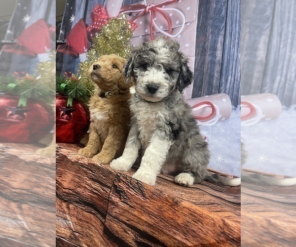 Medium Photo #38 Aussiedoodle Puppy For Sale in COMMERCE, MI, USA