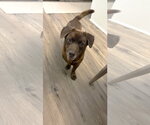 Small #1 Mutt
