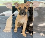 Small #1 Mutt