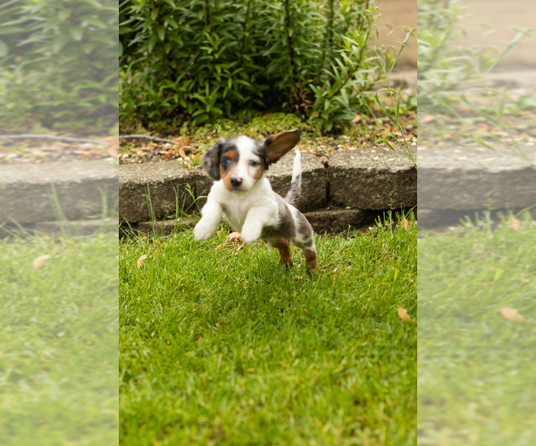 Medium Photo #7 Dachshund Puppy For Sale in BREMEN, IN, USA