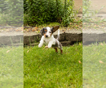 Small #6 Dachshund
