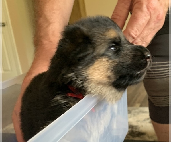 Medium Photo #8 German Shepherd Dog Puppy For Sale in CULPEPER, VA, USA