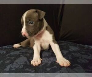 American Staffordshire Terrier Puppy for sale in Cranebrook, New South Wales, Australia