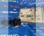 Puppy Rowlf Zuchon