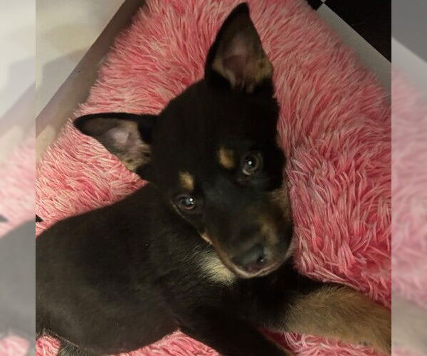 Medium Photo #1 Mutt Puppy For Sale in Fargo, ND, USA