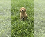 Small Photo #8 Golden Retriever Puppy For Sale in TAMPA, FL, USA