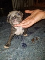 Small Photo #24 American Pit Bull Terrier Puppy For Sale in GRIFFIN, GA, USA
