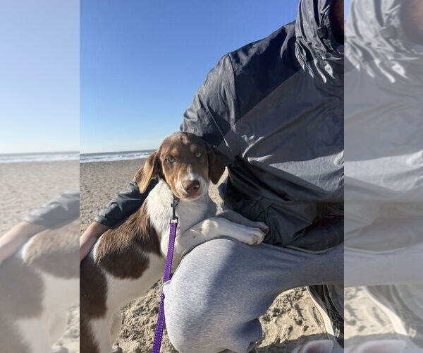 Medium Photo #3 Australian Shepherd-Unknown Mix Puppy For Sale in FRAMINGHAM, MA, USA