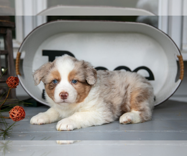 Medium Photo #1 Australian Shepherd Puppy For Sale in HOLMESVILLE, OH, USA