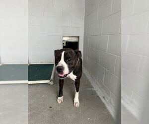 Bulloxer Dogs for adoption in Rosenberg, TX, USA