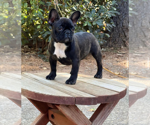 Mother of the French Bulldog puppies born on 04/10/2025