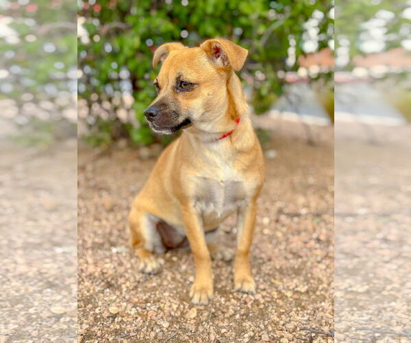 Medium Photo #6 Chug Puppy For Sale in PIPE CREEK, TX, USA