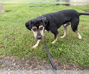 Luther - Male Mutt Dog for Adoption - Photo #4
