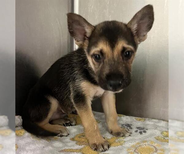 Medium Photo #1 German Shepherd Dog Puppy For Sale in Rosenberg, TX, USA