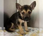 Small German Shepherd Dog