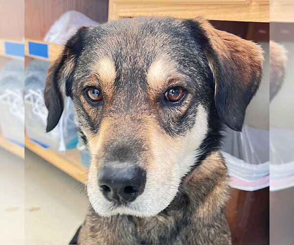 Medium Photo #1 Labsky Puppy For Sale in Webster, WI, USA