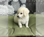 Small Photo #4 Poodle (Toy) Puppy For Sale in BOWLING GREEN, KY, USA