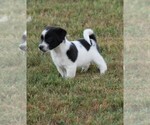 Small Photo #7 Jack Russell Terrier Puppy For Sale in APPLE GROVE, WV, USA