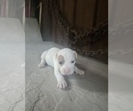Puppy Puppy 5 America Bandogge Mastiff-American Bully Mix