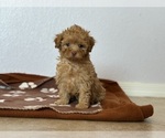 Small #1 Poodle (Toy)-Zuchon Mix