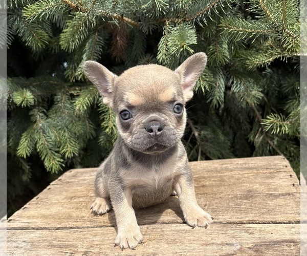 Medium Photo #3 French Bulldog Puppy For Sale in MIDDLEBURY, IN, USA