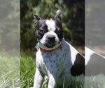 Small #1 Boston Terrier