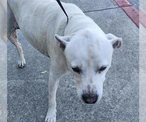 American Staffordshire Terrier-Unknown Mix Dogs for adoption in San Antonio, TX, USA