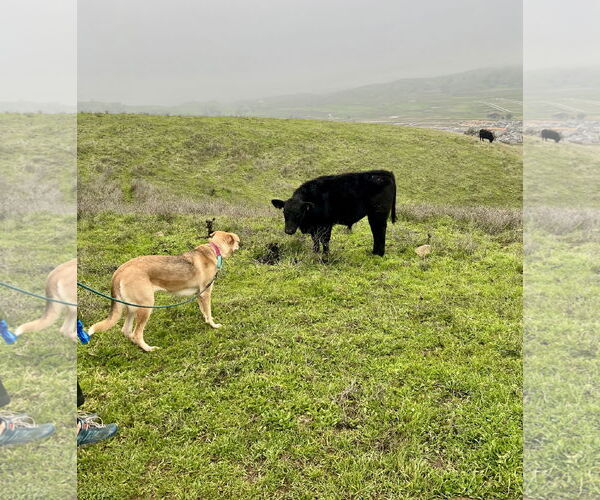 Medium Photo #6 Gerberian Shepsky Puppy For Sale in Davis, CA, USA