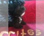 Small Photo #5 Maltese-Shih-Poo Mix Puppy For Sale in ARLINGTON, VA, USA