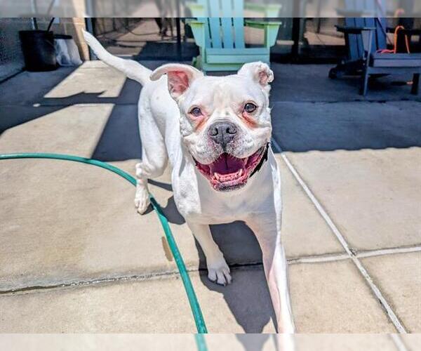 Medium Photo #2 Boxer Puppy For Sale in Denver, CO, USA