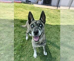 Mutt Dogs for adoption in Temple, TX, USA