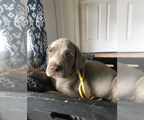 Medium Photo #22 Weimaraner Puppy For Sale in FITZGERALD, GA, USA
